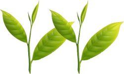 新茶-とは-一番茶-健祥-八十八夜-甘み-旨み-グリーン-ワールド-八女-２番茶-３番茶-飲み方-時期-予約-購入 (1)