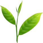 新茶-とは-一番茶-健祥-八十八夜-甘み-旨み-グリーン-ワールド-八女-２番茶-３番茶-飲み方-時期-予約-購入 (2)